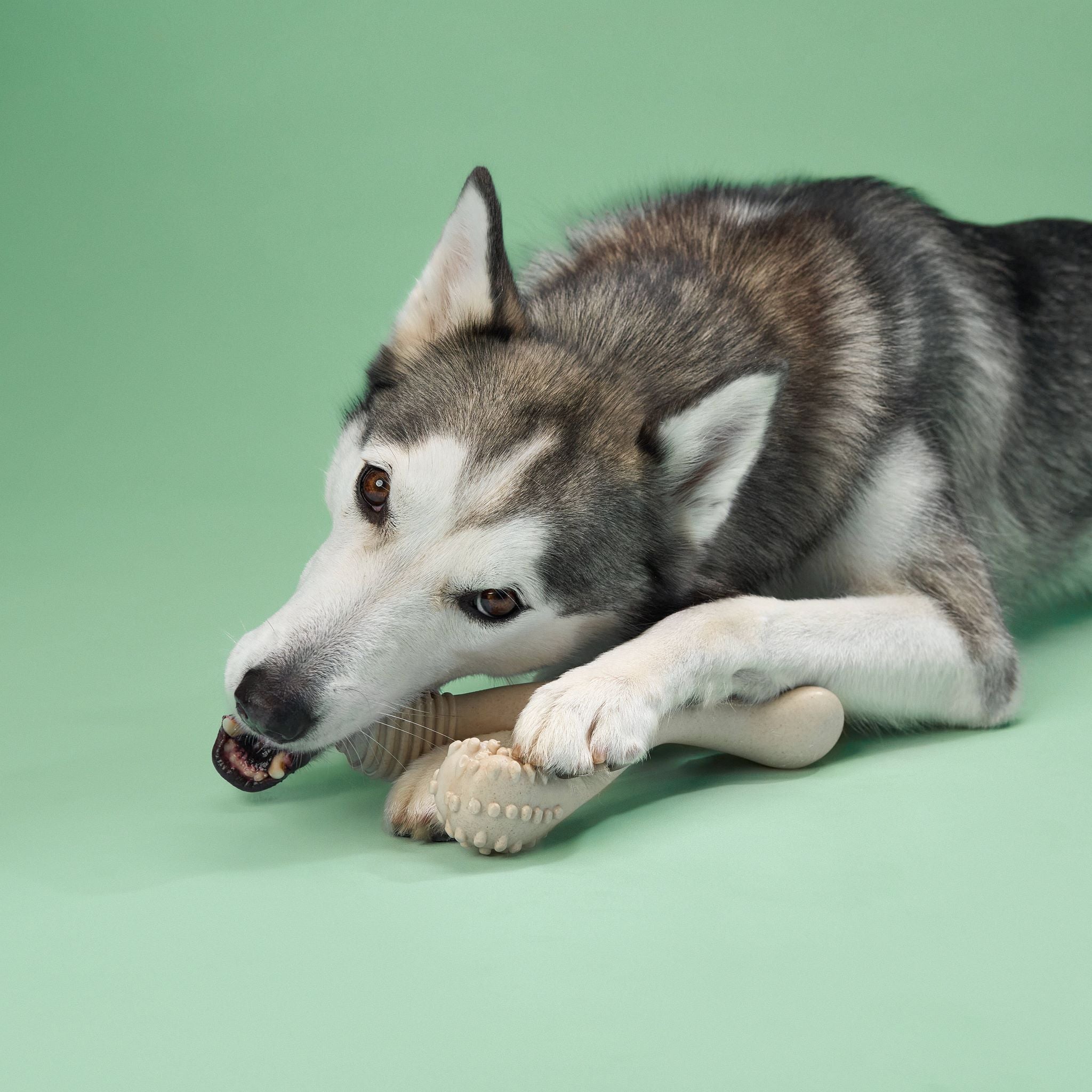 CHEW TOY: MEDIUM Durability Perfect Chew for Everyday Chewers | Natural, Eco-Friendly, Non-Toxic by Buddify / BetterBone All Natural Eco-Friendly Dog Chews & Bones