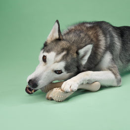 CHEW TOY: MEDIUM Durability Perfect Chew for Everyday Chewers | Natural, Eco-Friendly, Non-Toxic by Buddify / BetterBone All Natural Eco-Friendly Dog Chews & Bones