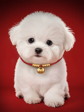 Dog Collar Dog Harness Longevity Lock Puppy Necklace Small and Medium-Sized Dogs Bandana Cat Collar Pet Cat Accessories by Zopi