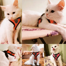 Adjustable Cat & Dog Harness with Leash - Safe & Comfy by Zopi Dropshipping