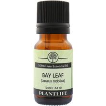 Bay Leaf Essential Oil by Plantlife / Buddify