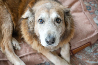 Lounger Pet Bed in Pittie Pink by The Groovalution / Buddify