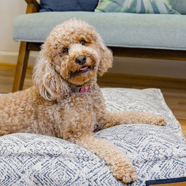 Lounger Pet Bed in Sapphire Spaniel by The Groovalution / Buddify