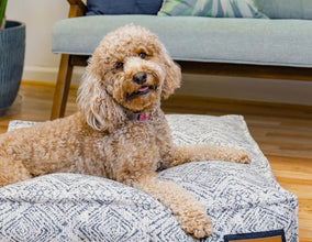 Lounger Pet Bed in Sapphire Spaniel by The Groovalution / Buddify