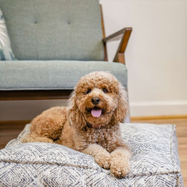 Lounger Pet Bed in Sapphire Spaniel by The Groovalution / Buddify